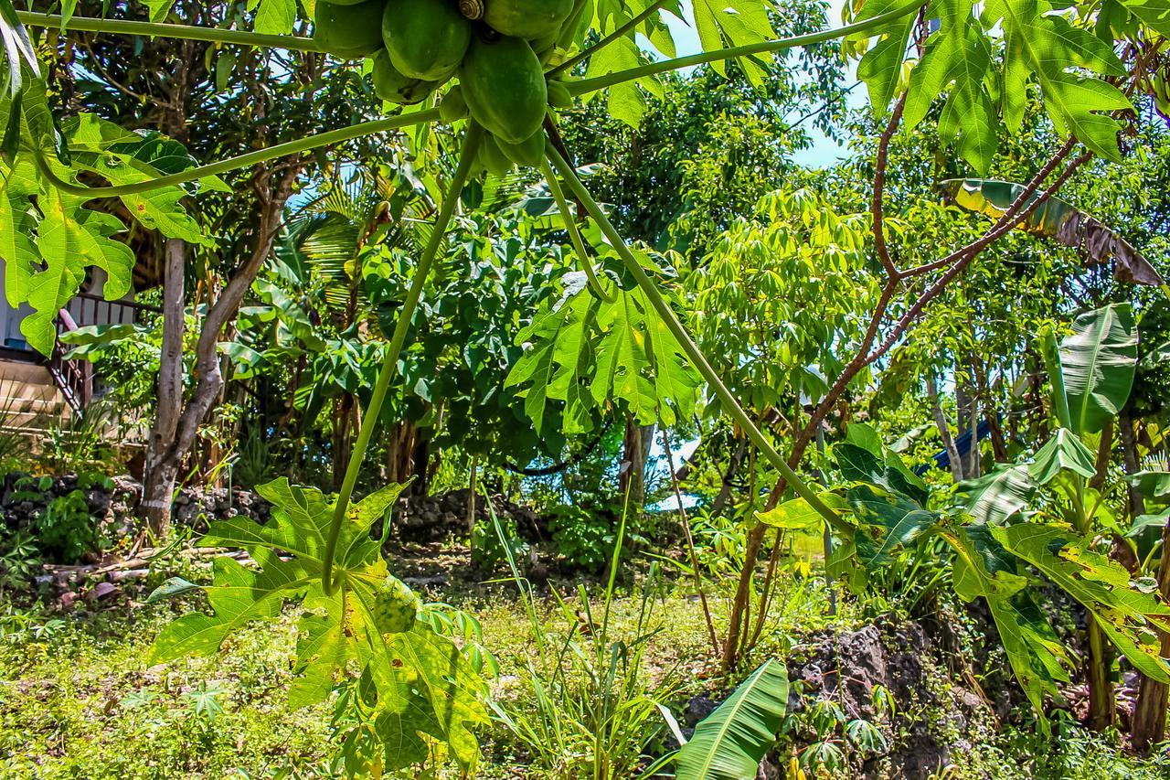 Echo Alam Nusa Lodge Ped Exteriér fotografie
